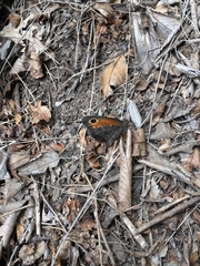 Haywardella edmondsii