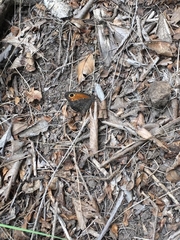 Haywardella edmondsii