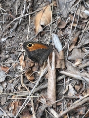 Haywardella edmondsii