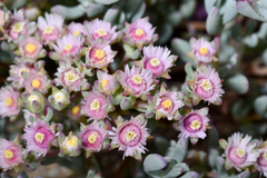 Oscularia cedarbergensis