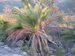 Macrozamia fraseri