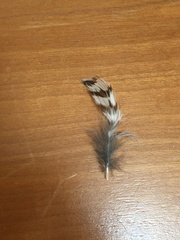 Bartramia longicauda