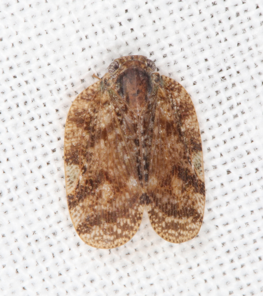Aprivesa varipennis