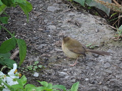 Prinia inornata