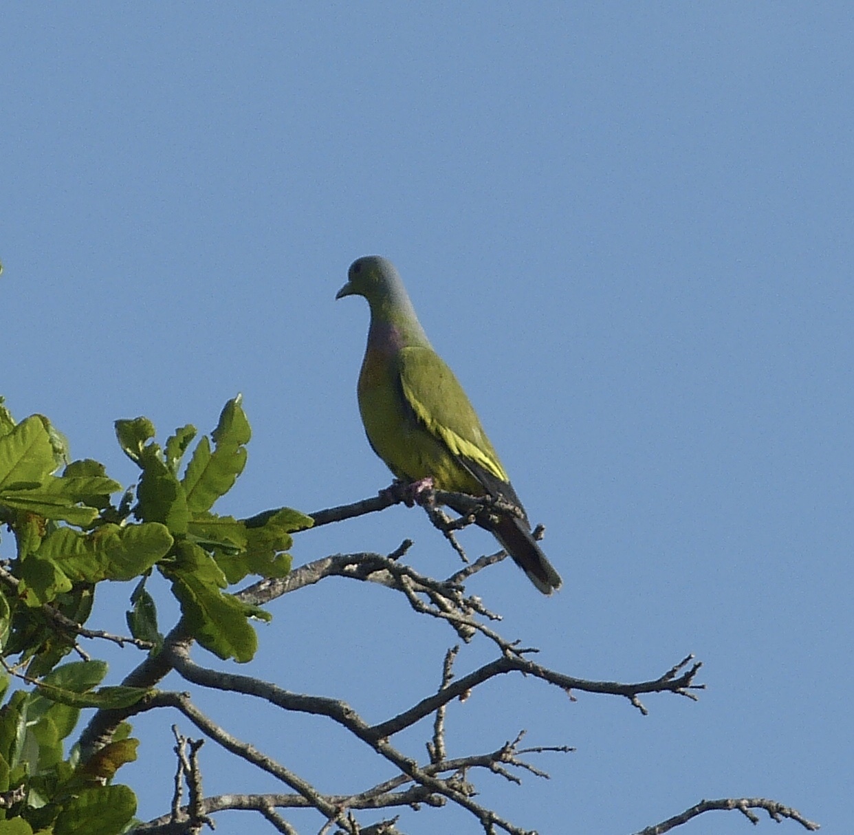 Orange-breasted Green Pigeon