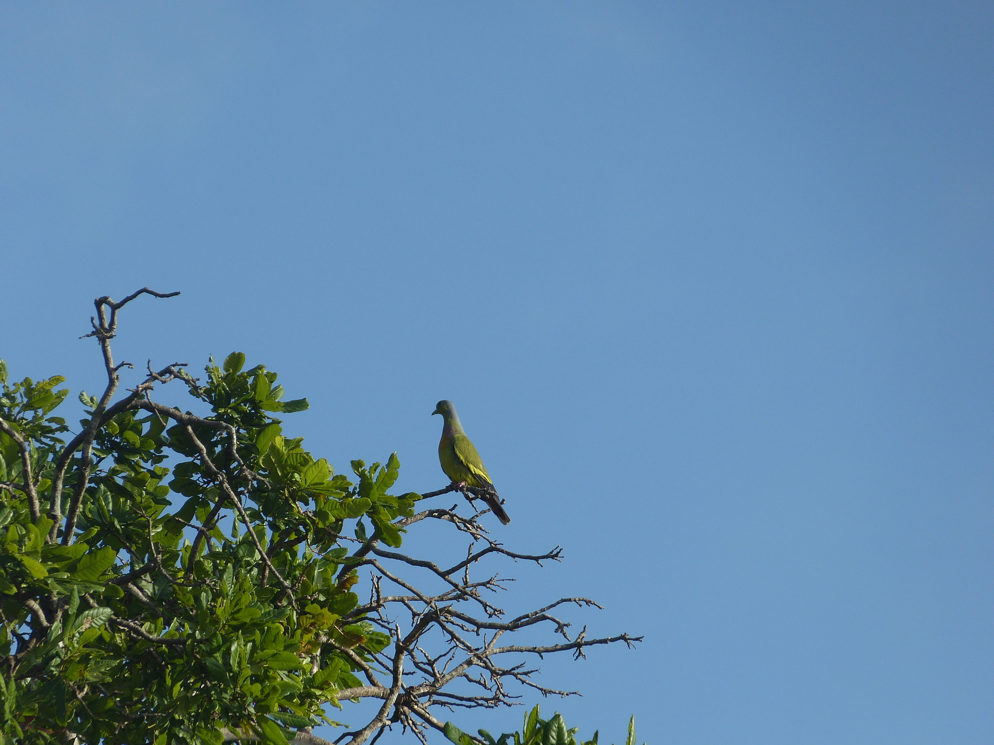 Orange-breasted Green Pigeon