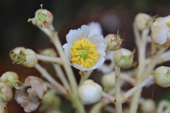 Saurauia comitis-rossei