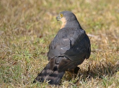 Rufous-Breasted Sparrowhawk photo 3