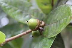 Quercus elliptica