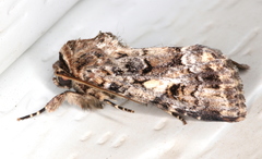 Spodoptera umbraculata