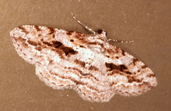 Boarmia suasaria