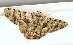 Aeolochroma hypochromaria