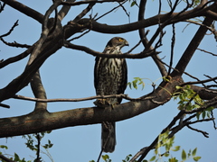 Accipiter virgatus