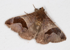 Bastilla solomonensis