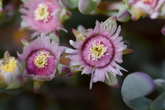 Oscularia cedarbergensis