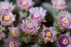 Oscularia cedarbergensis