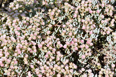 Oscularia cedarbergensis