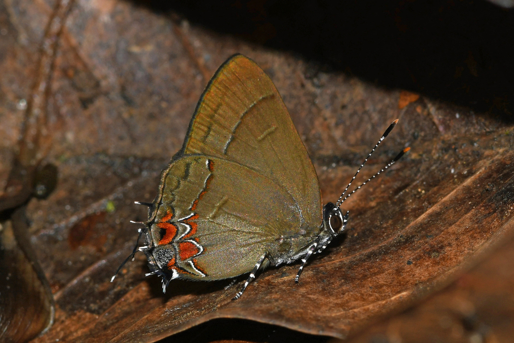 Calycopis thama