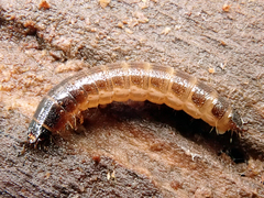 Denticollis linearis