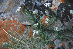 Dontostemon perennis