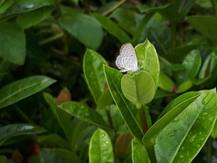 Zizula hylax pygmaea