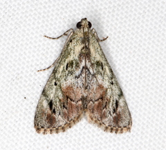 Enchesphora recurvalis