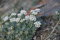 Ptilotrichum canescens