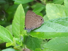 Anthene emolus goberus