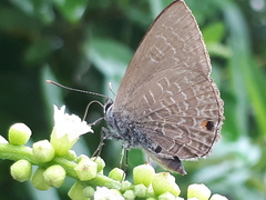 Anthene emolus goberus