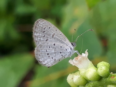 Zizula hylax pygmaea