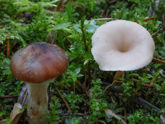 Lentinellus omphalodes