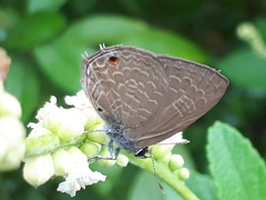 Anthene emolus goberus