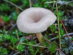 Lentinellus omphalodes