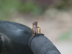 Dicranus