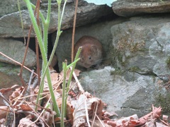 Craseomys rufocanus
