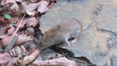 Craseomys regulus