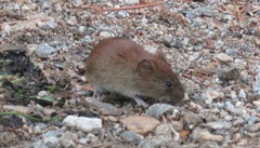 Craseomys rufocanus
