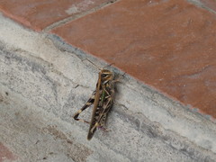 Rhammatocerus pictus