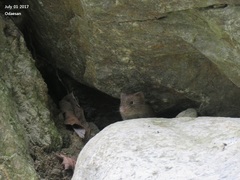 Craseomys rufocanus