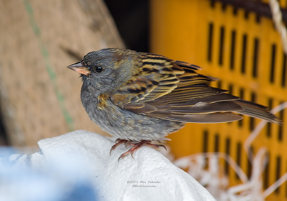 Gray Bunting