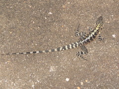 Ornate Crevice-Dragon photo 5