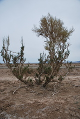 Haloxylon ammodendron