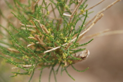 Haloxylon ammodendron
