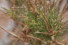 Haloxylon ammodendron