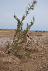Haloxylon ammodendron