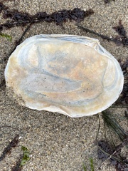 Callithaca tenerrima