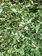 Olearia fragrantissima