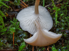 Lentinellus omphalodes