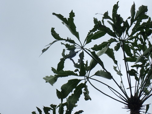 Cussonia nicholsonii, photograph 6