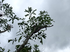 Cussonia nicholsonii